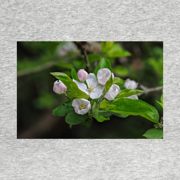 Apple Blossom by GrahamPrentice